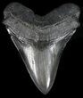 Serrated, Fossil Megalodon Tooth - Georgia #56353-1
